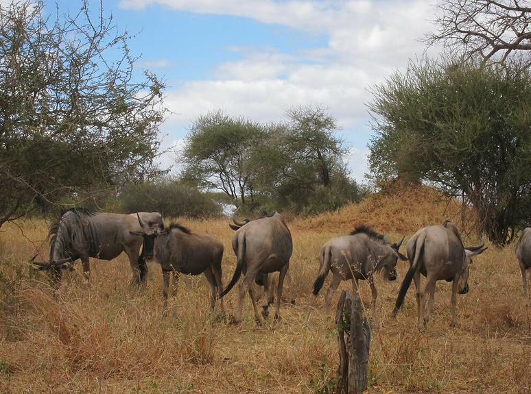 Elephant herd walking